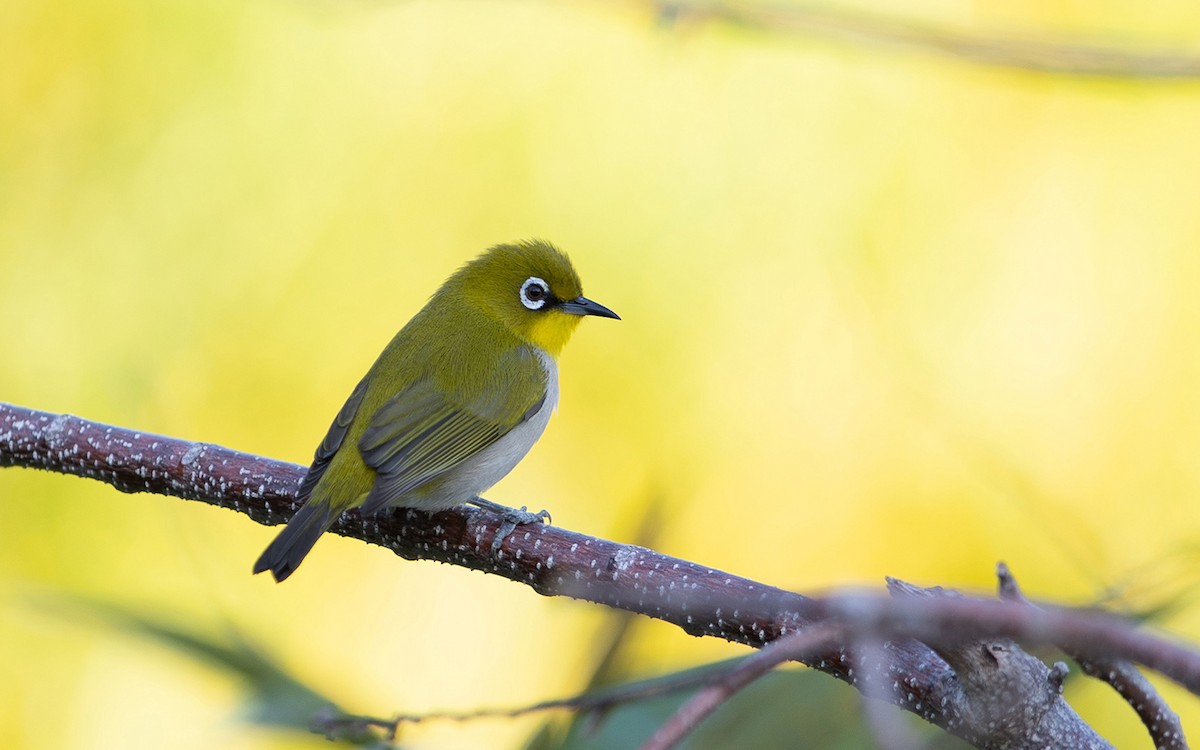 Malagasy White-eye - ML633304883