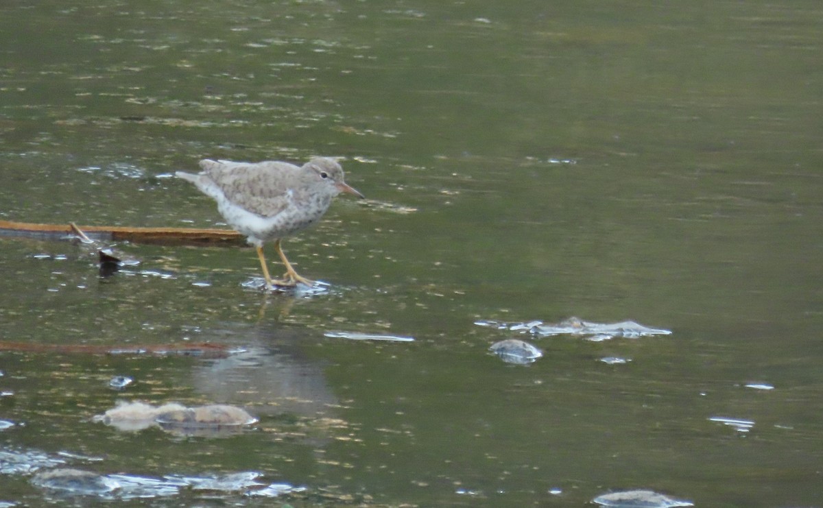 Spotted Sandpiper - ML633304920
