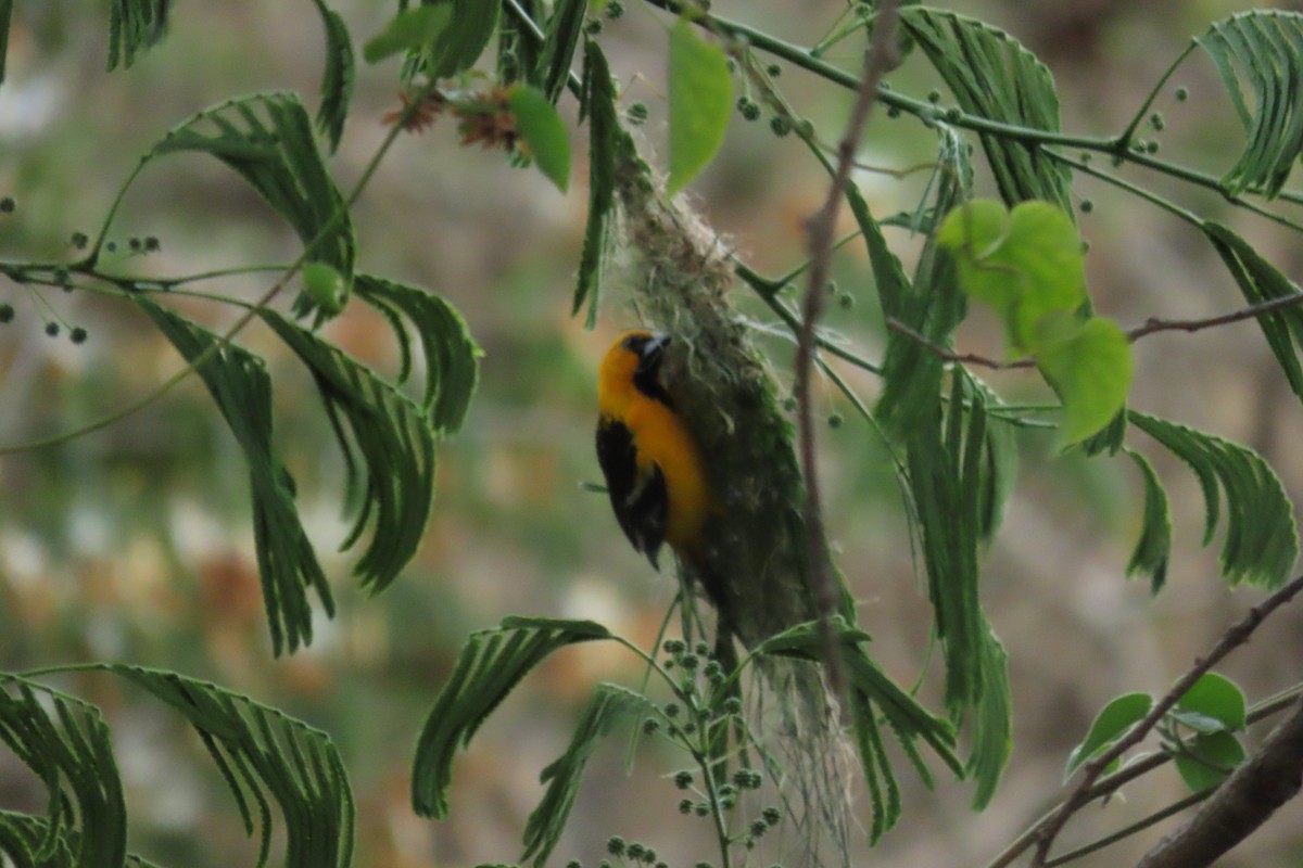 Streak-backed Oriole - ML633304951