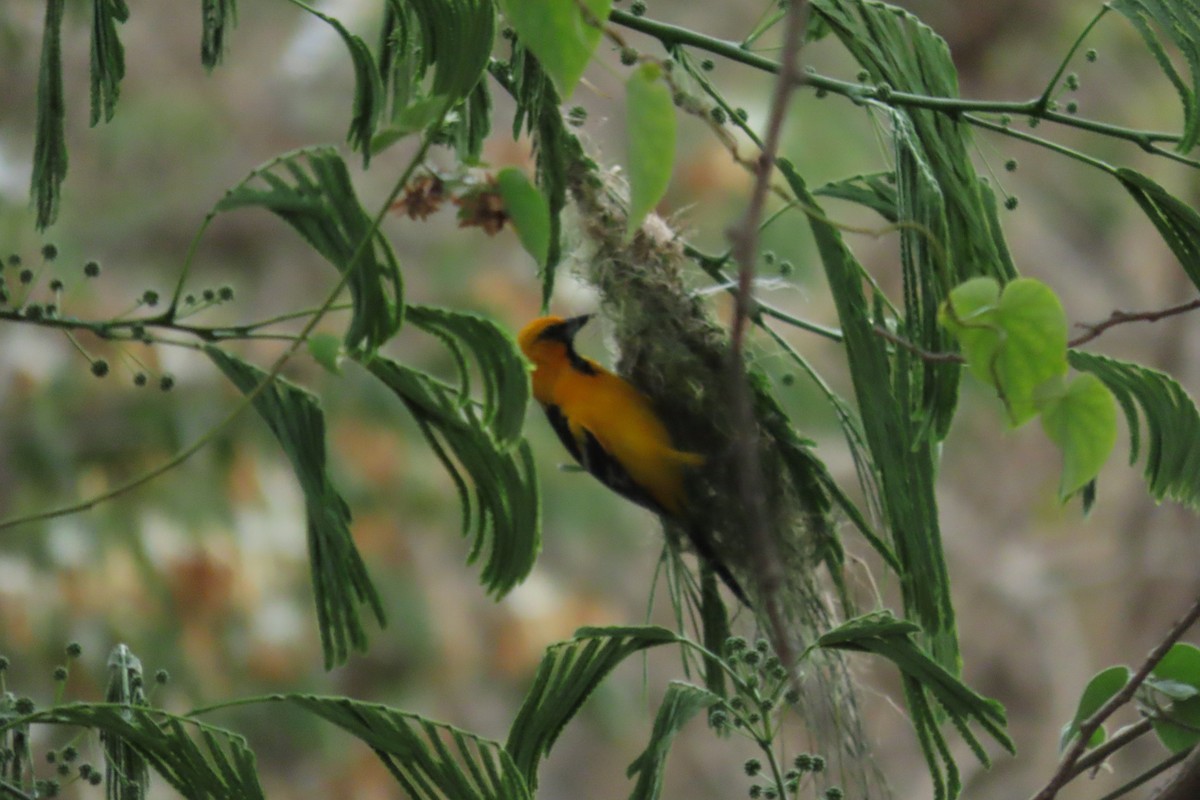 Streak-backed Oriole - ML633304952