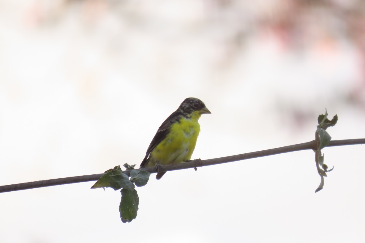 Lesser Goldfinch - ML633304980