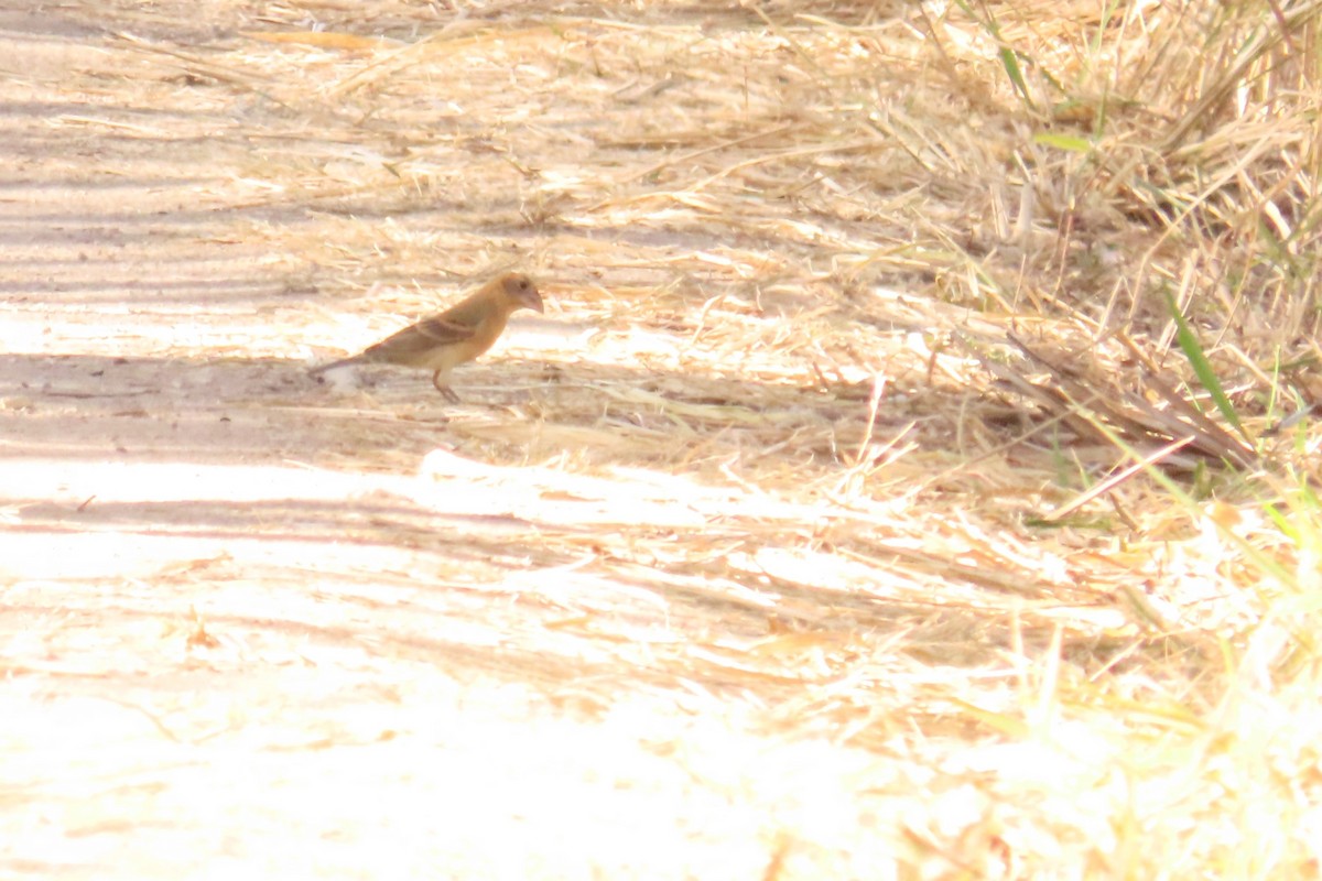 Blue Grosbeak - ML633304998