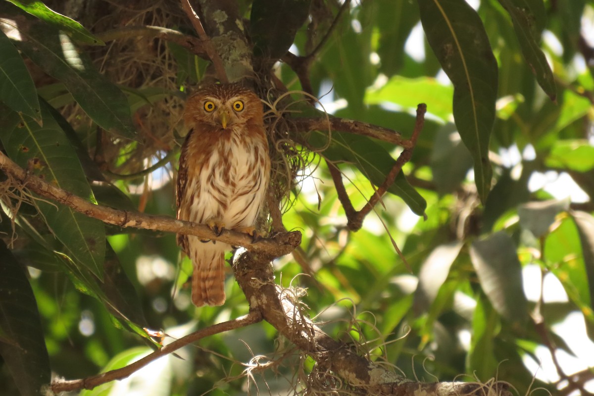 Ferruginous Pygmy-Owl - ML633305041