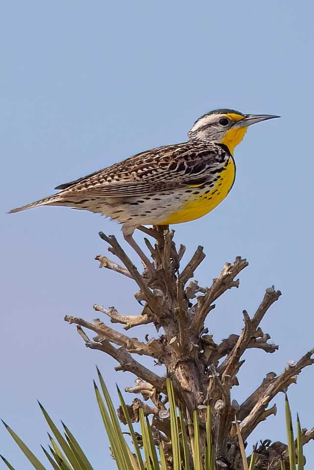 Western Meadowlark - ML633305231