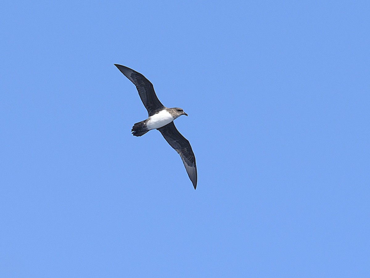 Atlantic Petrel - ML633305332