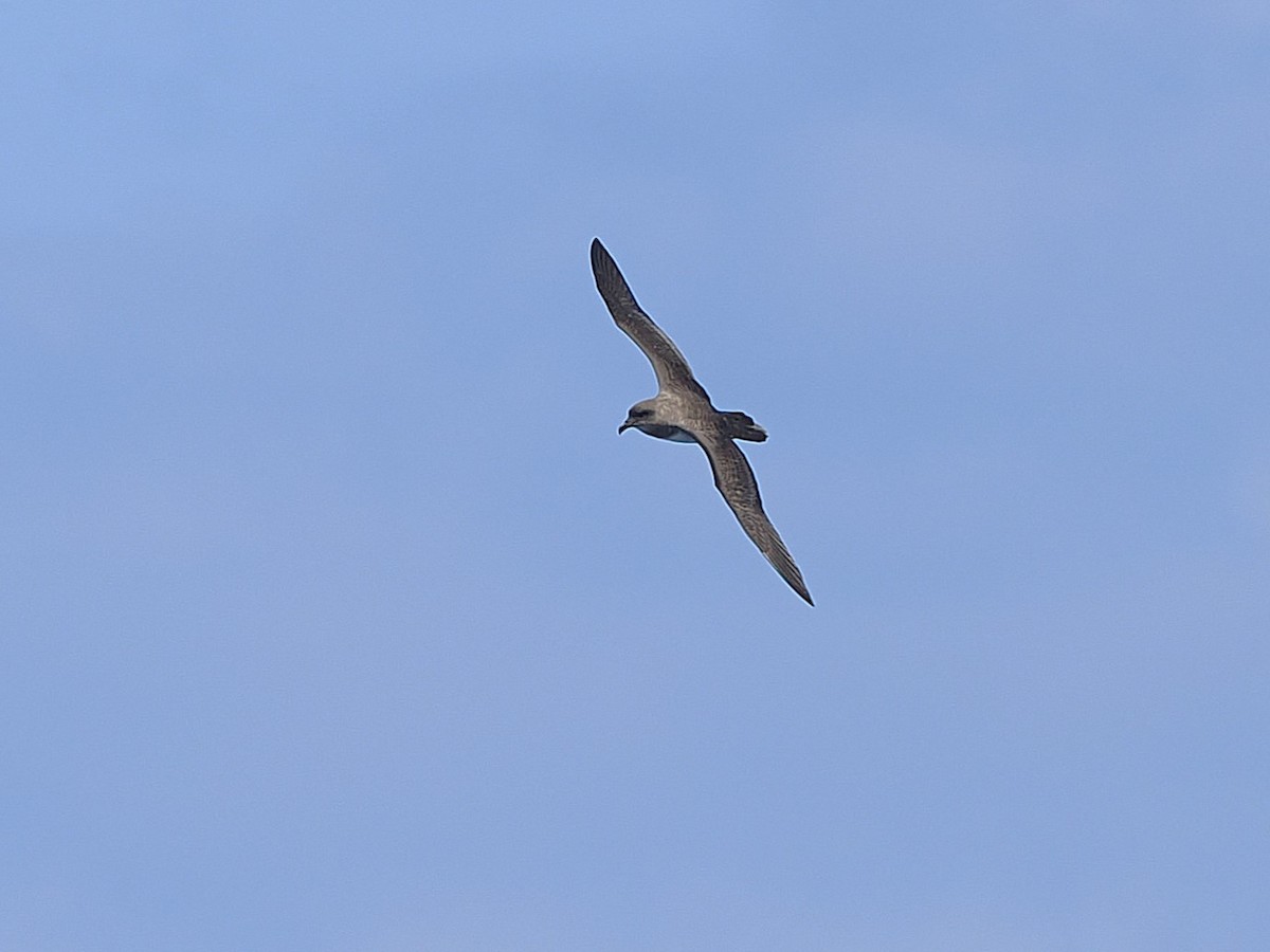 Atlantic Petrel - ML633305362