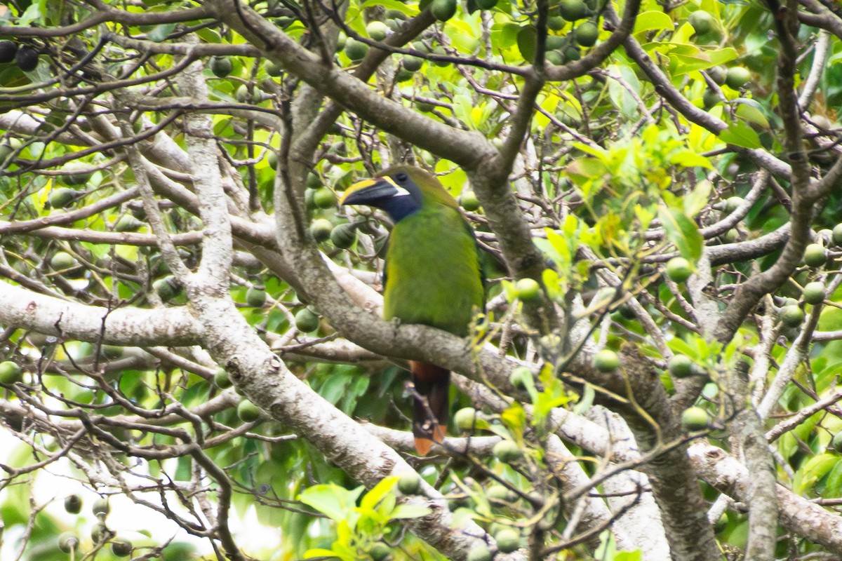 arassari smaragdový - ML633305363