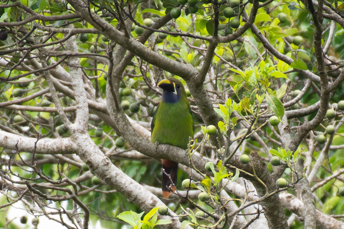 arassari smaragdový - ML633305364