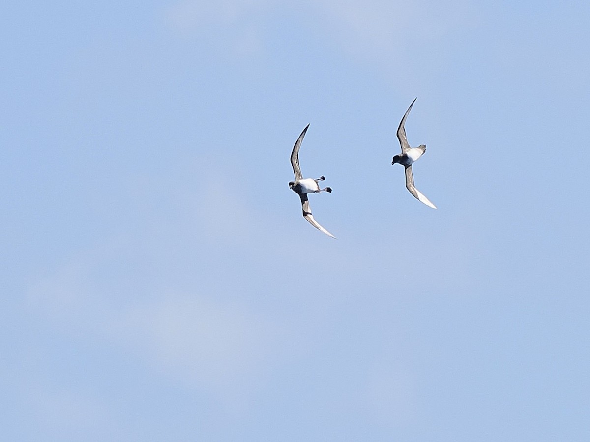 Atlantic Petrel - ML633305372