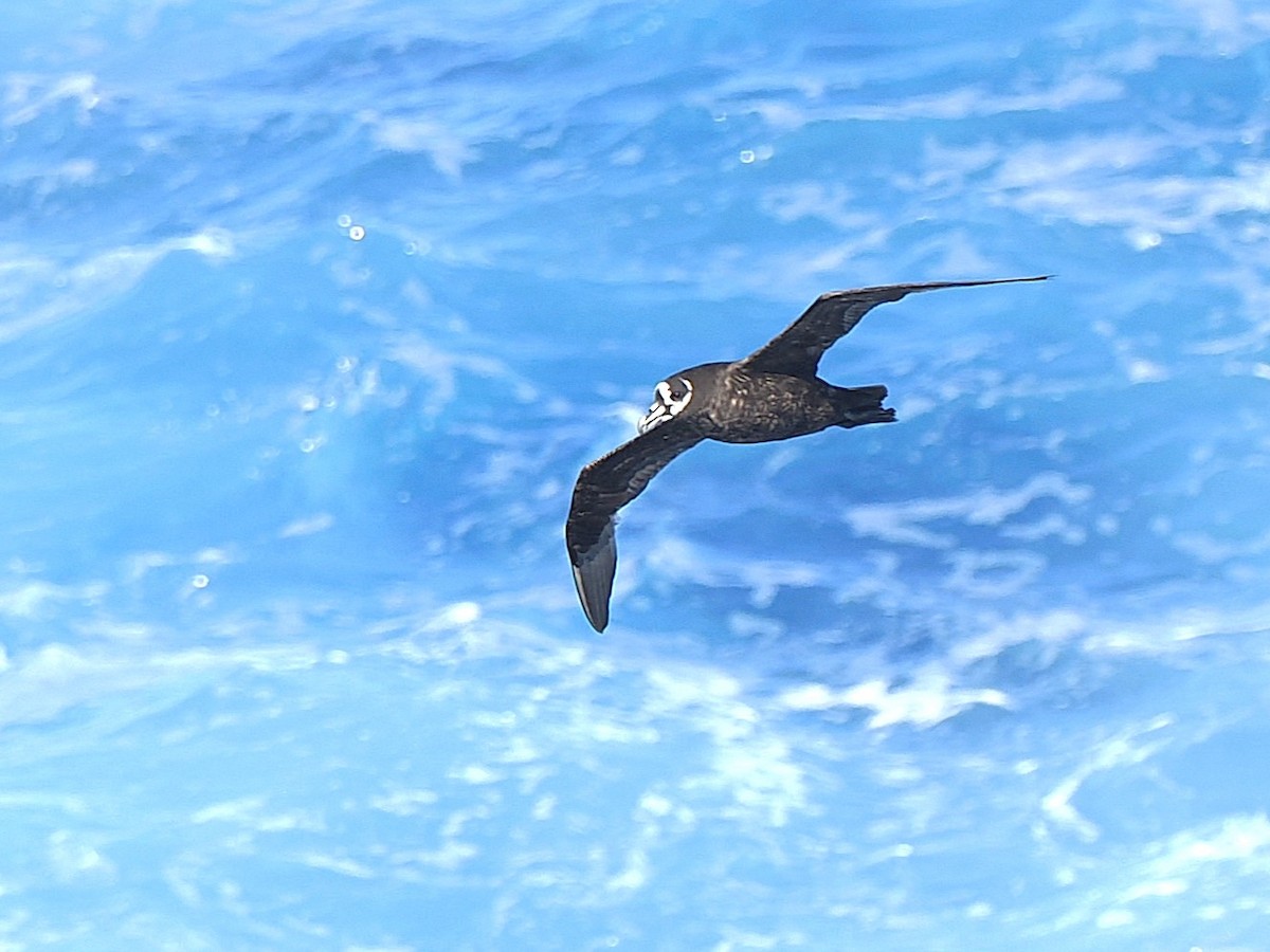 Spectacled Petrel - ML633305532