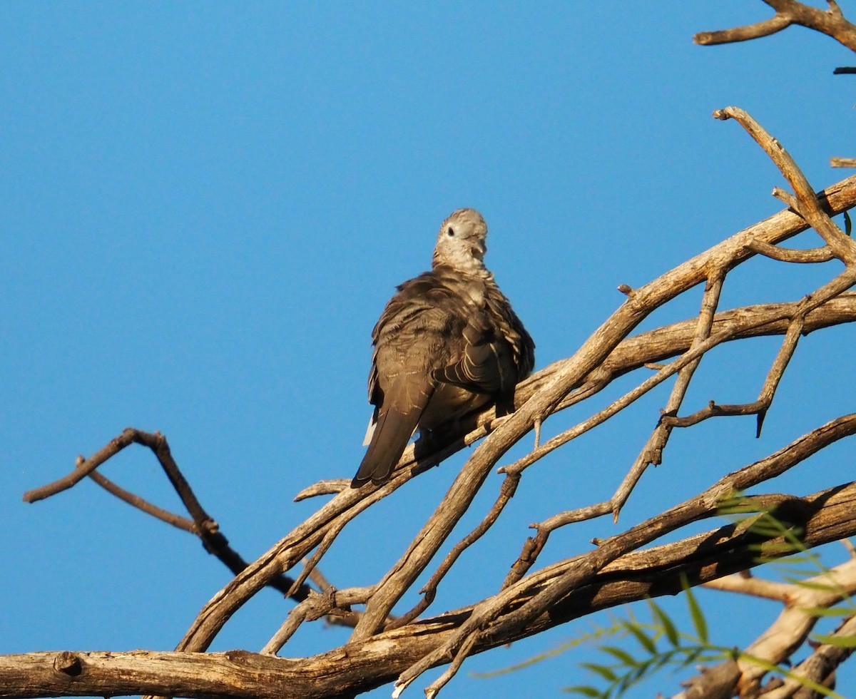 Peaceful Dove - ML633305562