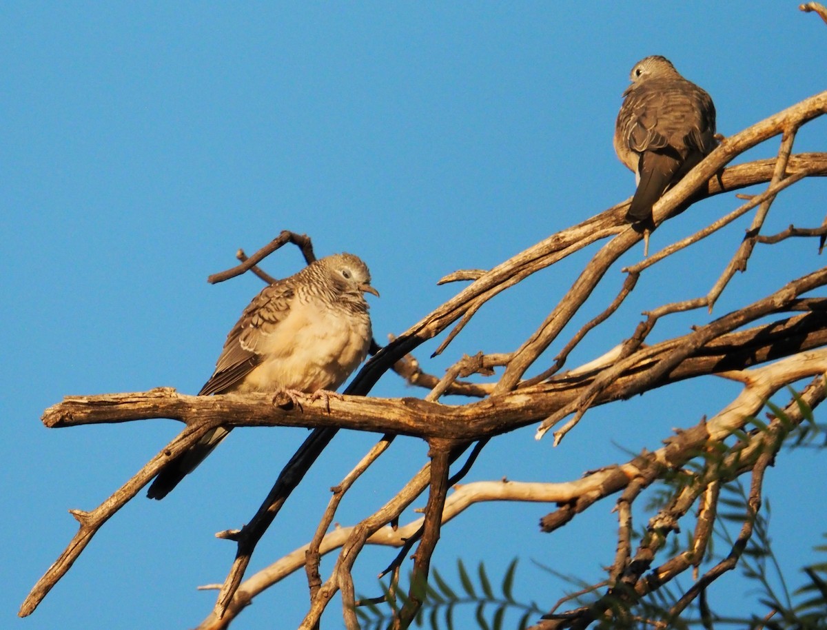 Peaceful Dove - ML633305578