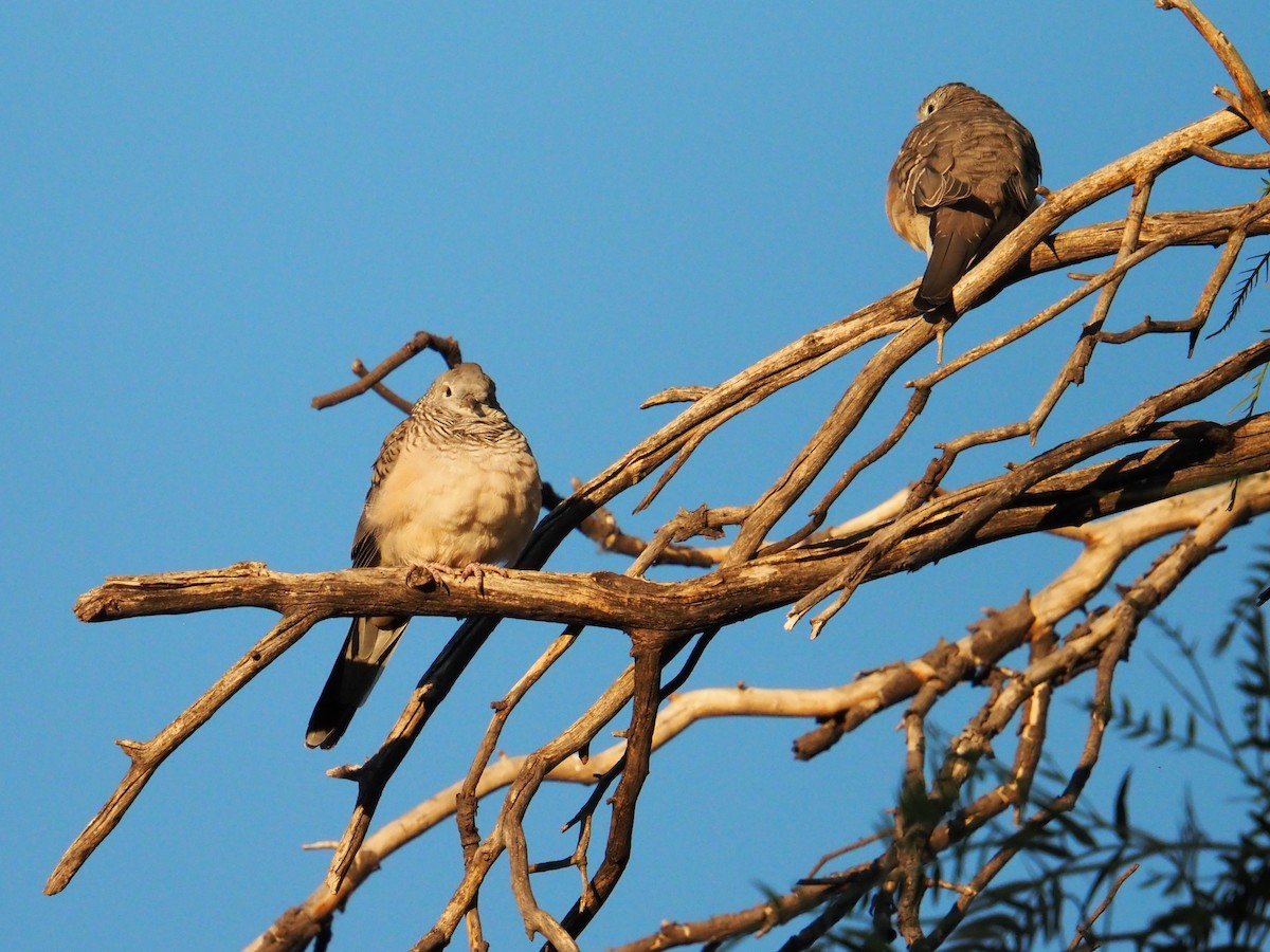 Peaceful Dove - ML633305579