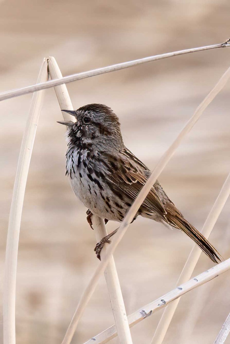 Song Sparrow - ML633305599