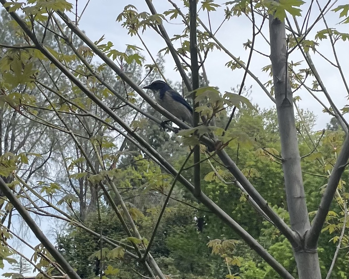California Scrub-Jay - ML633305660
