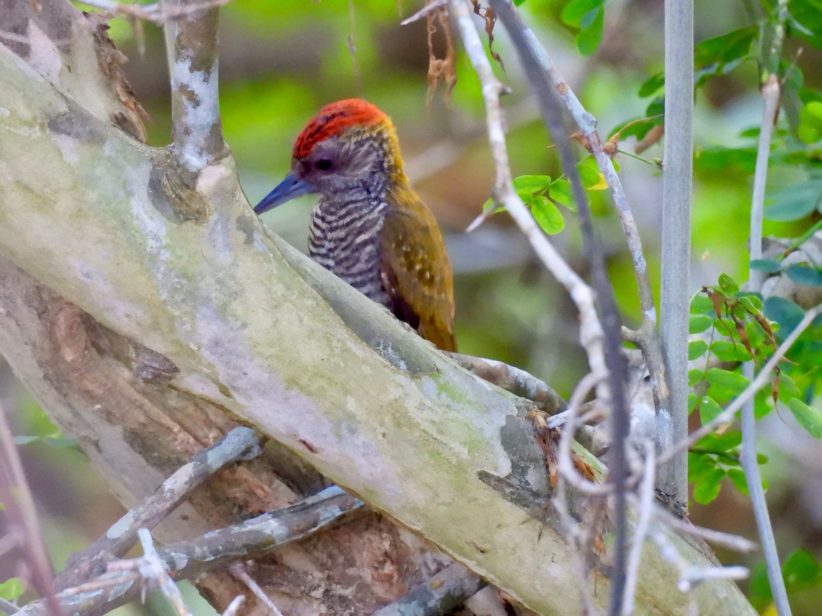 Red-rumped Woodpecker - Eunice Benko @bahianaii