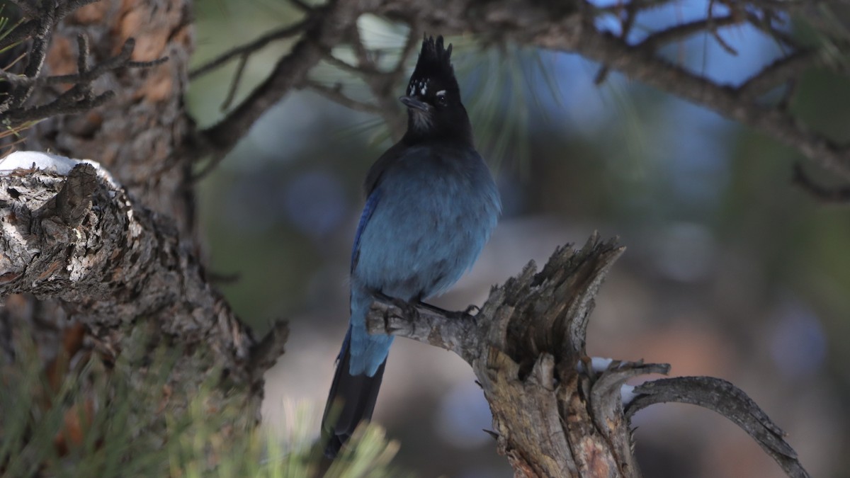 Steller's Jay - ML633305844