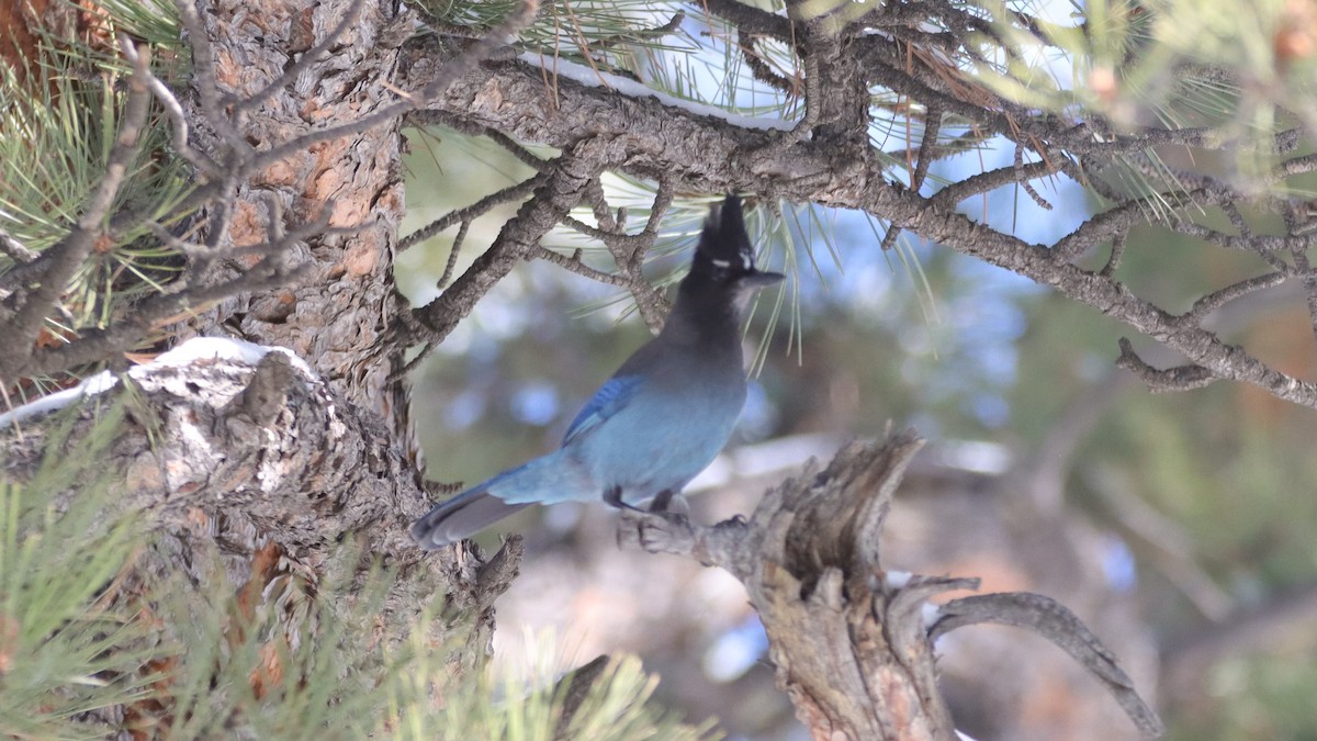 Steller's Jay - ML633305845