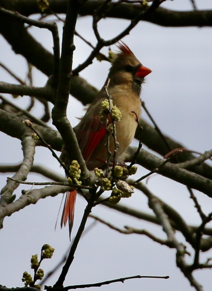Northern Cardinal - ML633305861