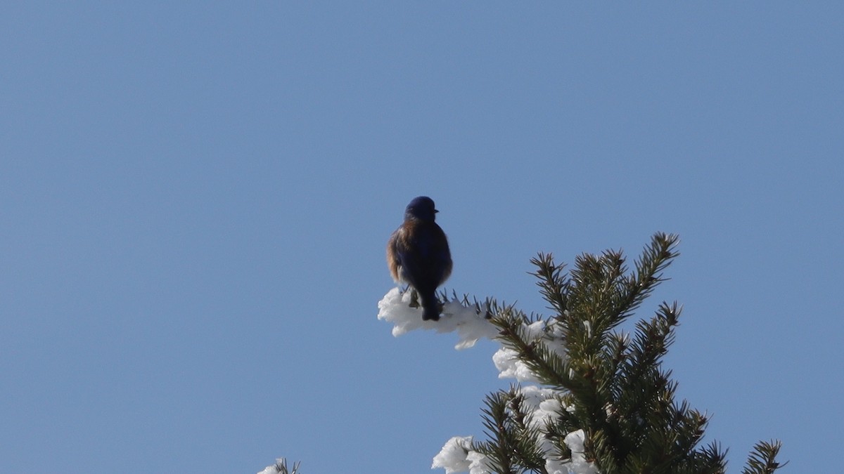 Western Bluebird - ML633305882