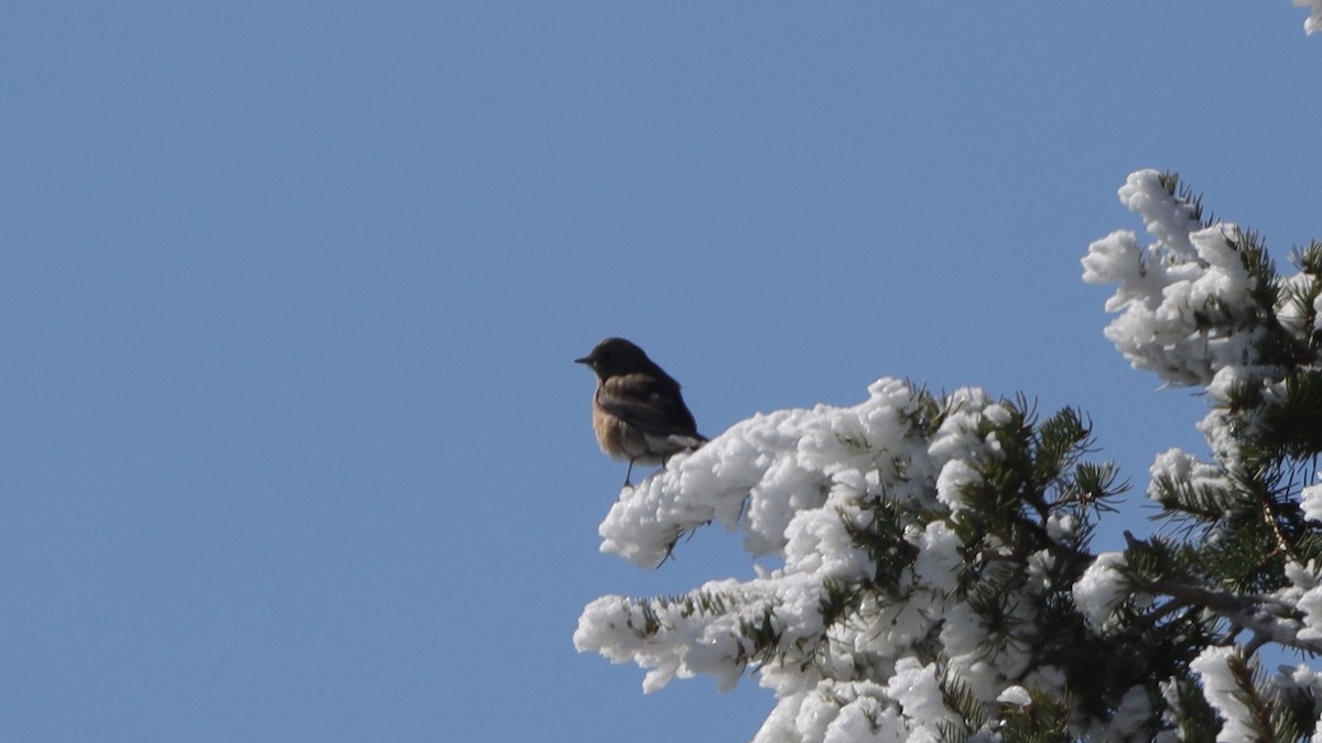 Western Bluebird - ML633305883