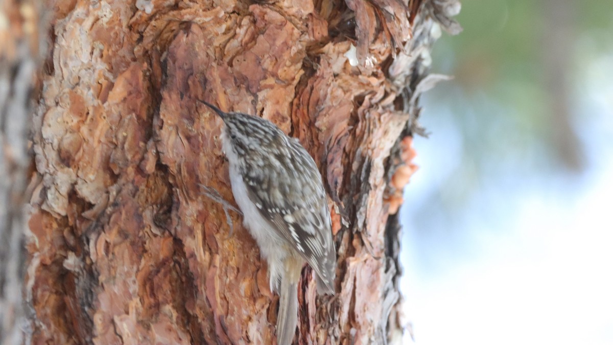 Brown Creeper - ML633305910