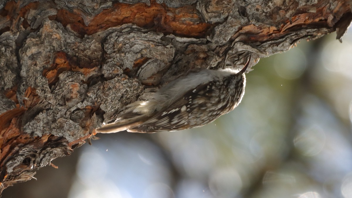Brown Creeper - ML633305923