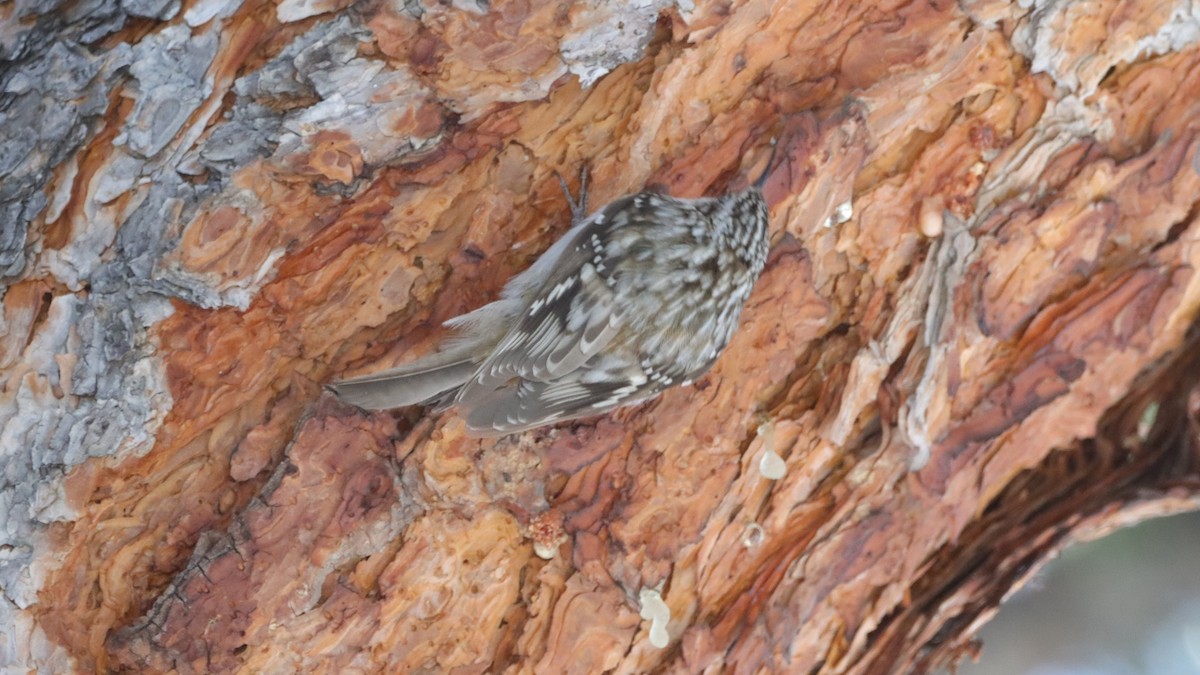 Brown Creeper - ML633305924