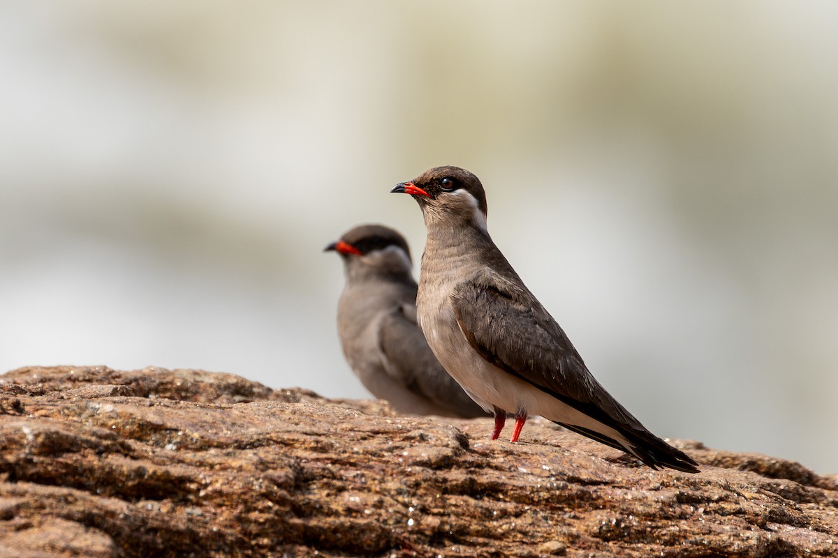 ouhorlík skalní (ssp. nuchalis) - ML633305970