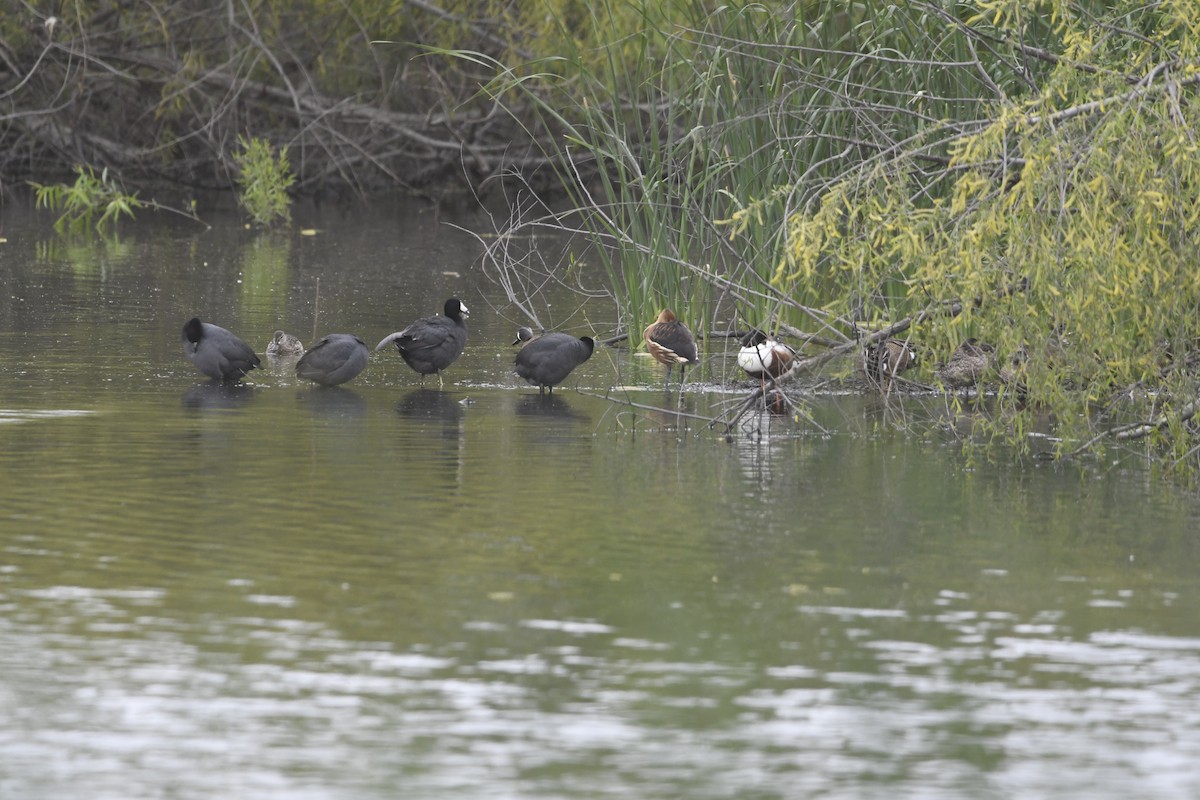 Fulvous Whistling-Duck - ML633306037