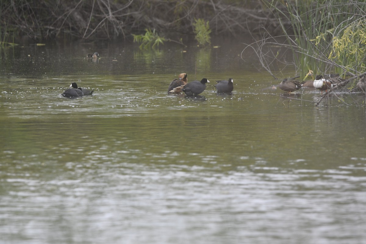Fulvous Whistling-Duck - ML633306058