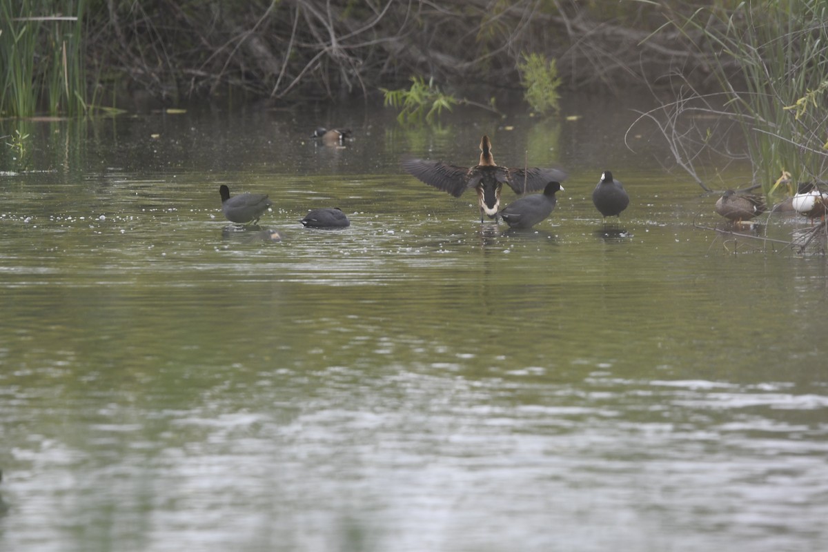 Fulvous Whistling-Duck - ML633306074