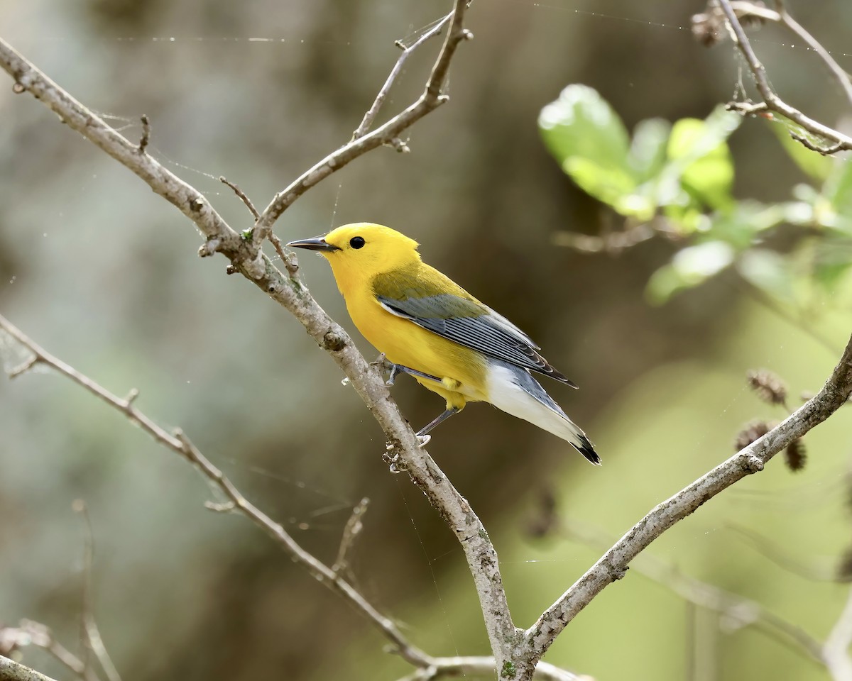 Prothonotary Warbler - ML633306092