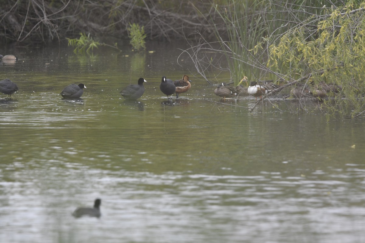 Fulvous Whistling-Duck - ML633306101