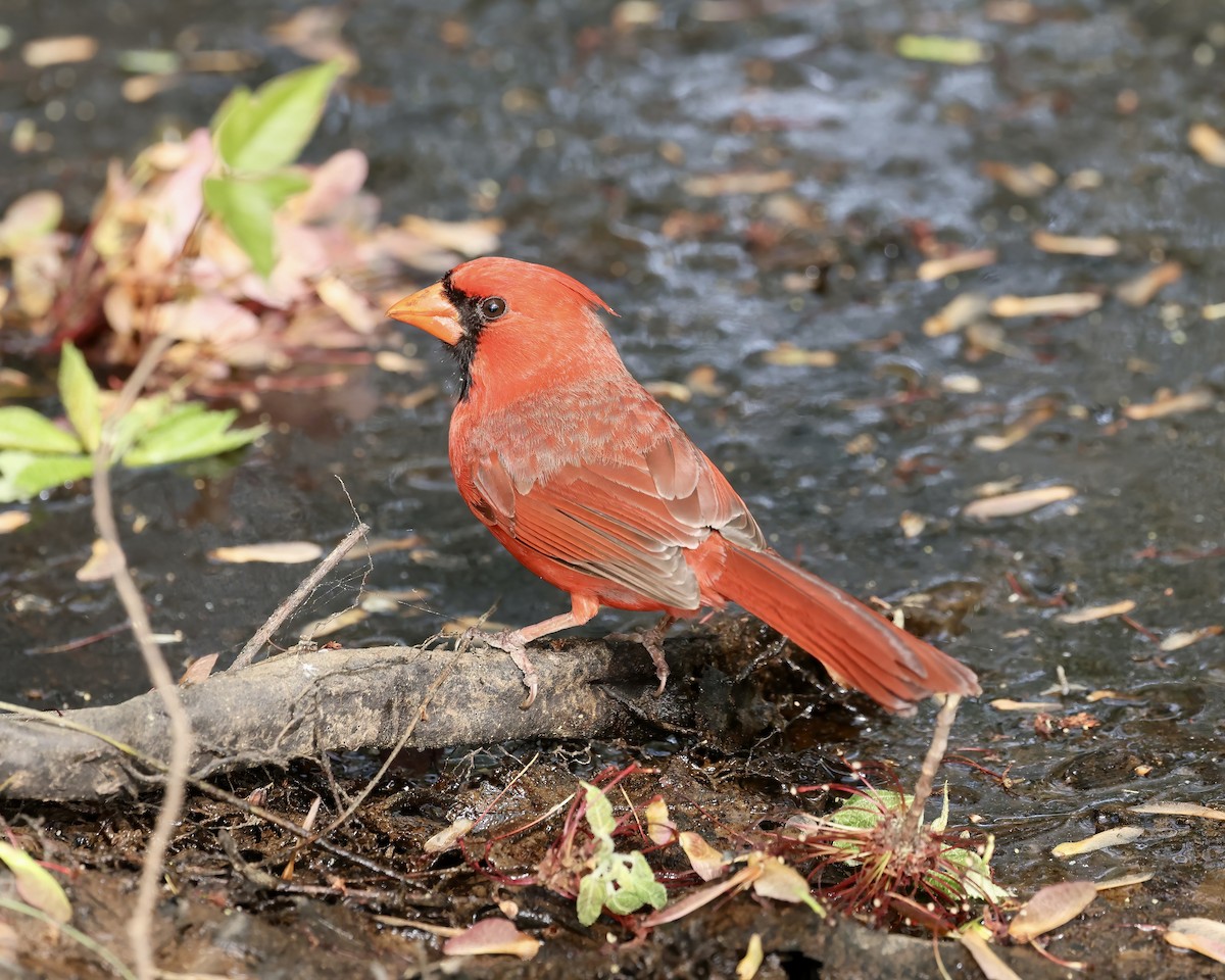 Northern Cardinal - ML633306103