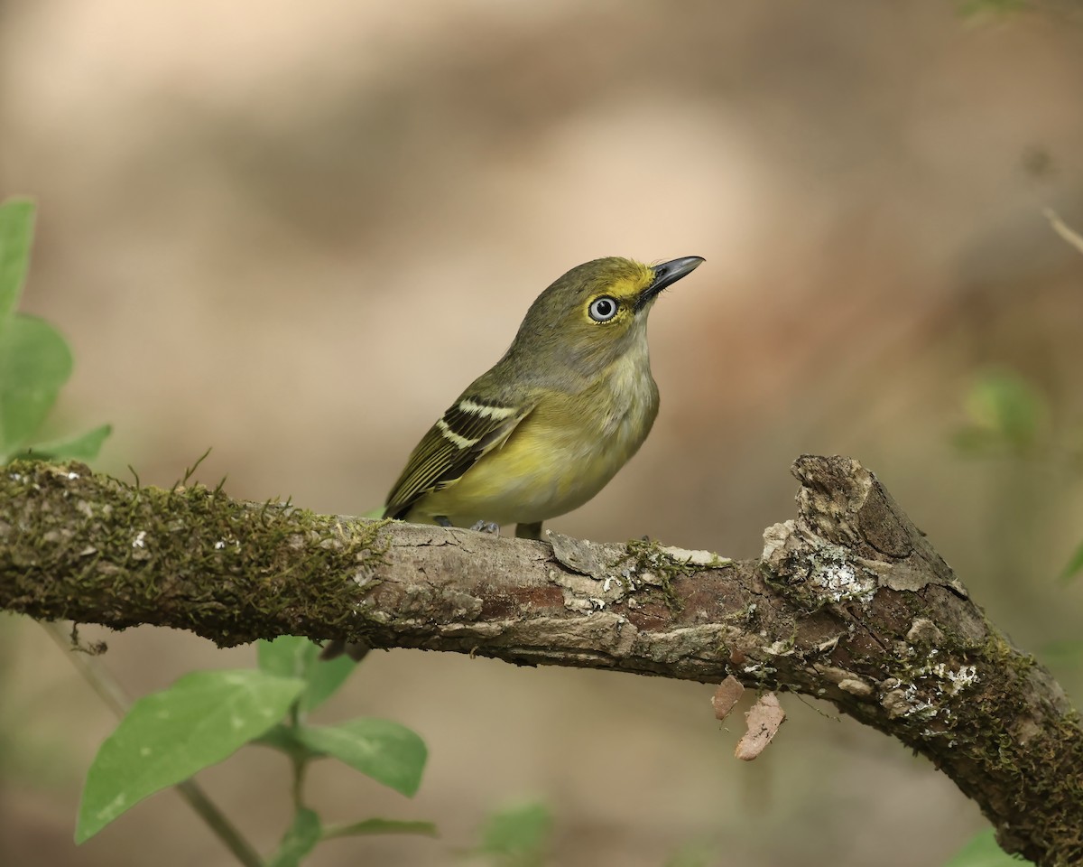 White-eyed Vireo - ML633306157