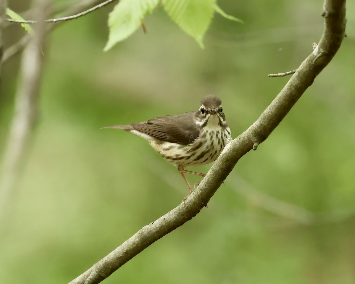 Louisiana Waterthrush - ML633306176