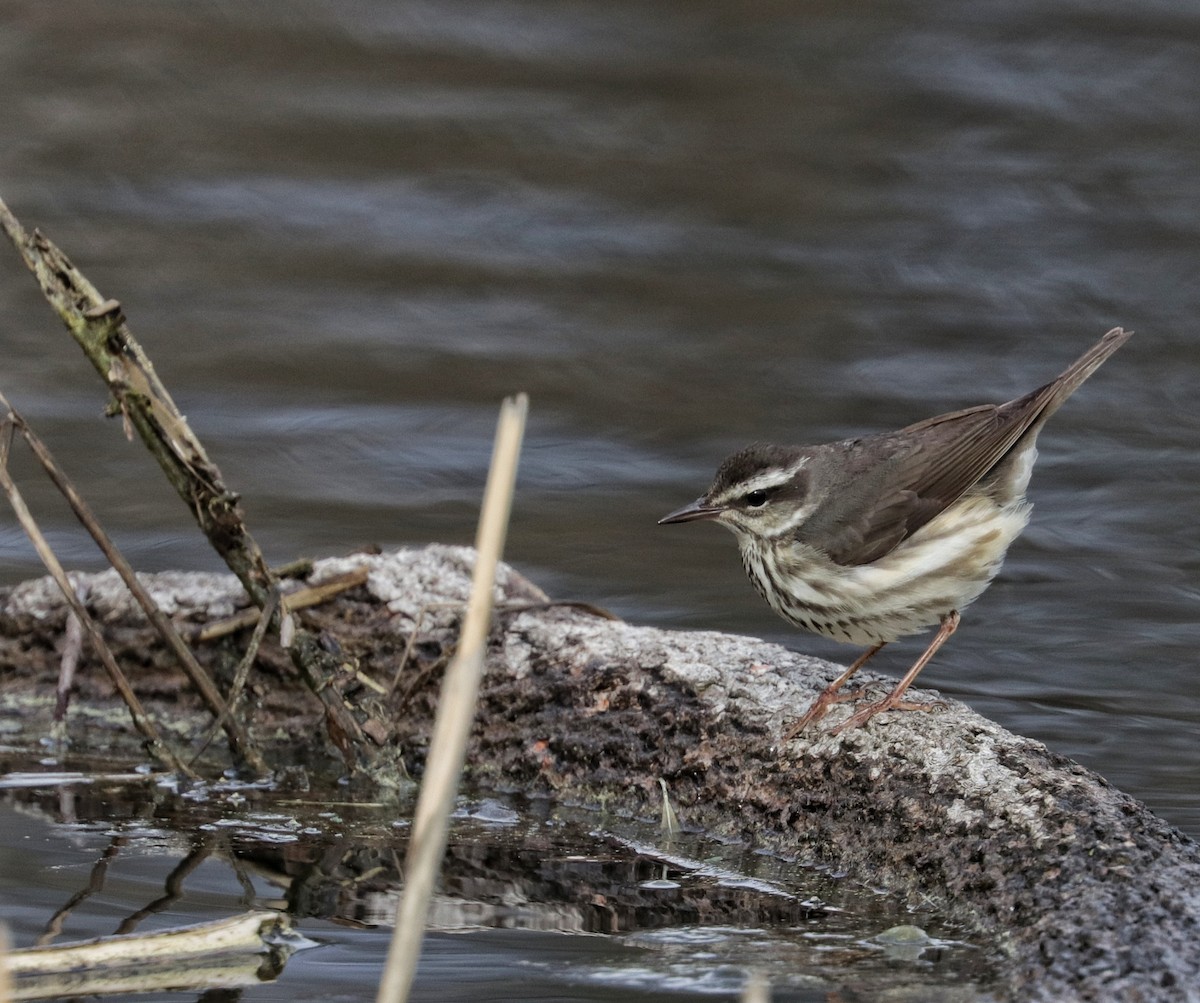 Louisiana Waterthrush - ML633306211