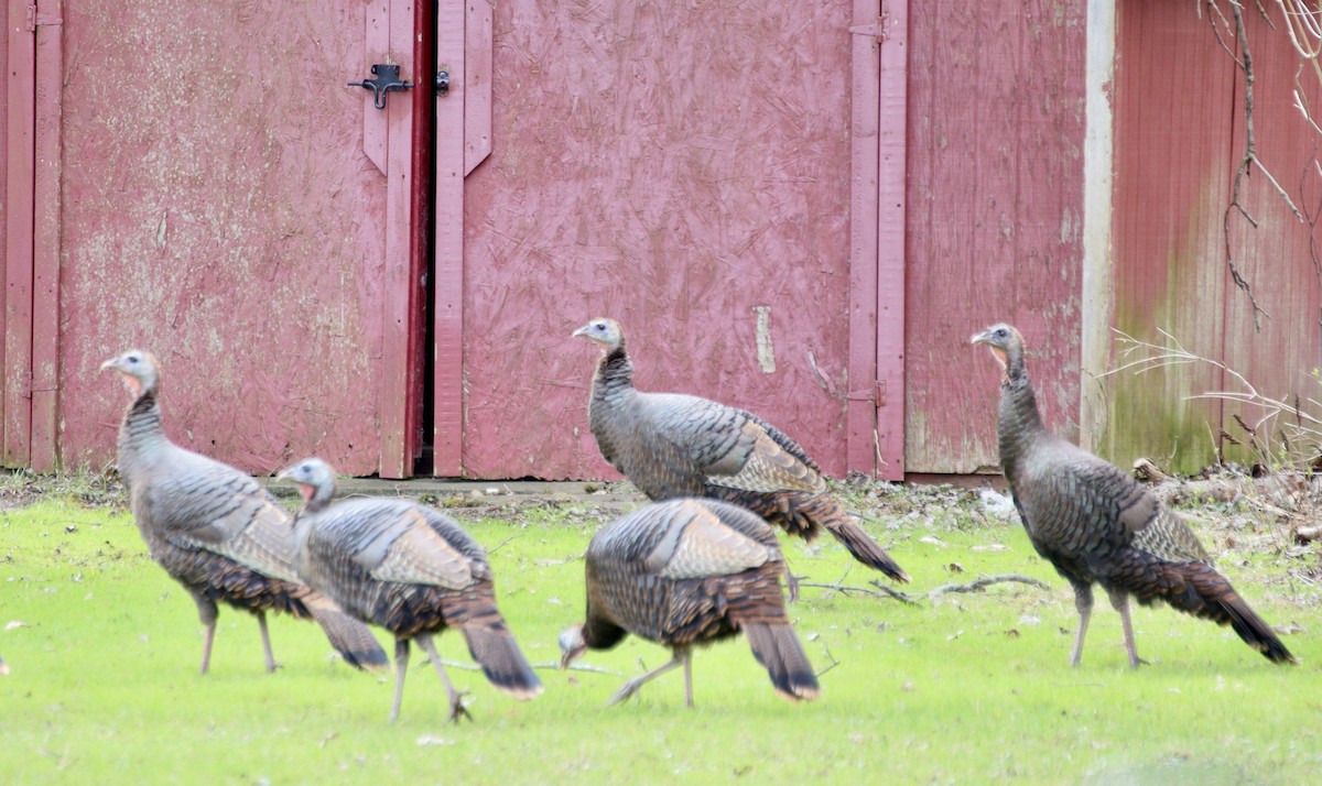 Wild Turkey - ML633306285