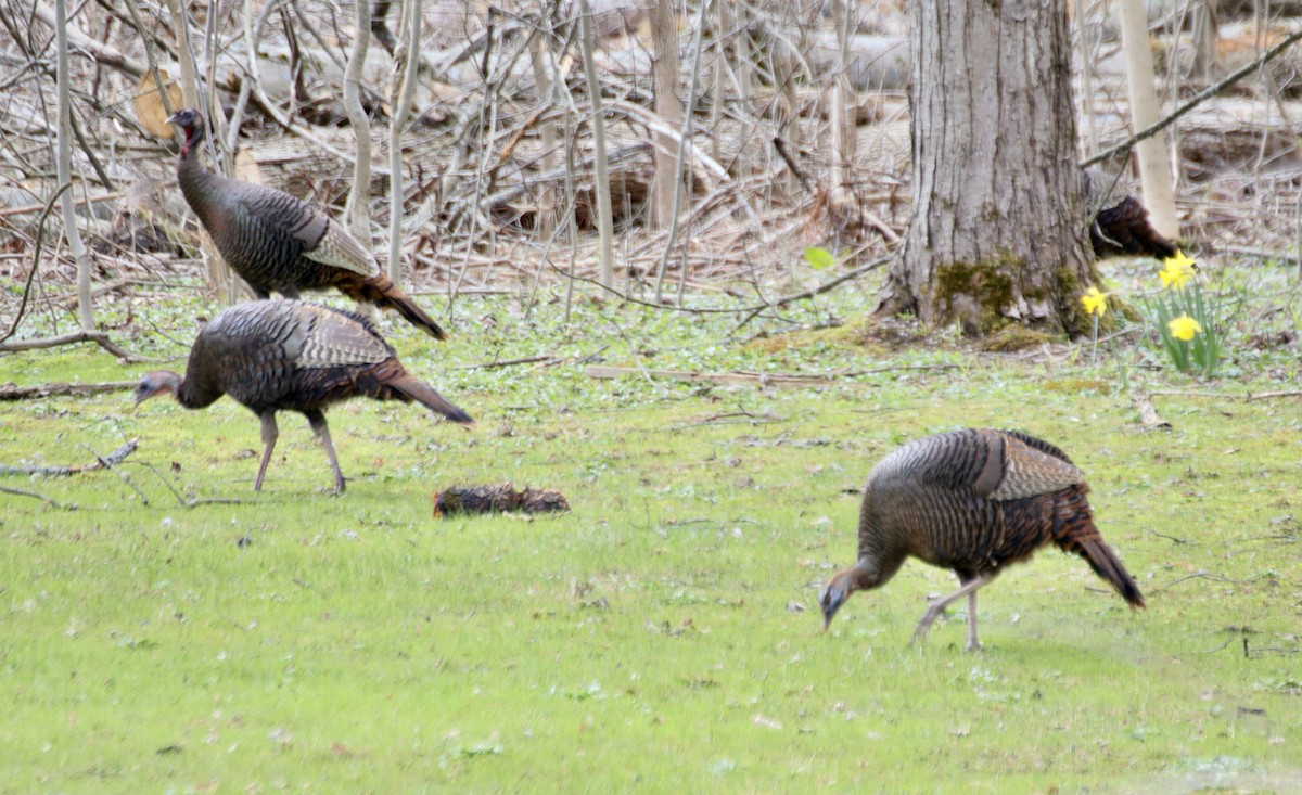 Wild Turkey - ML633306378