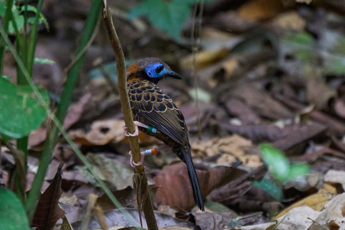 Ocellated Antbird - ML633306384