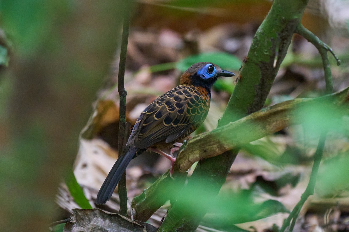 Ocellated Antbird - ML633306397