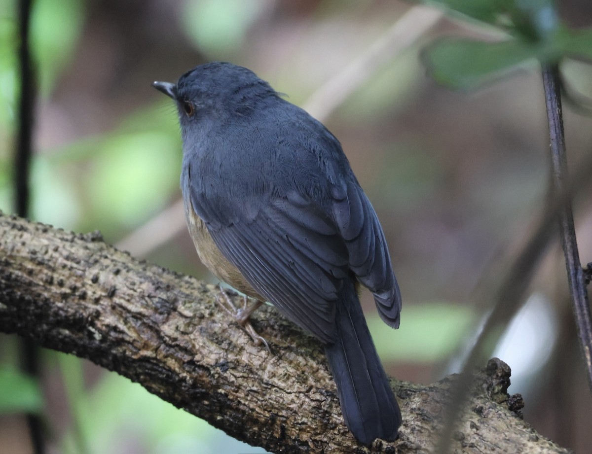 Nilgiri Sholakili - ML633306403