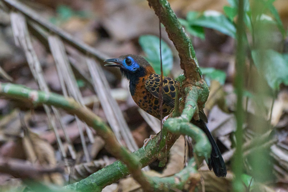 Ocellated Antbird - ML633306425