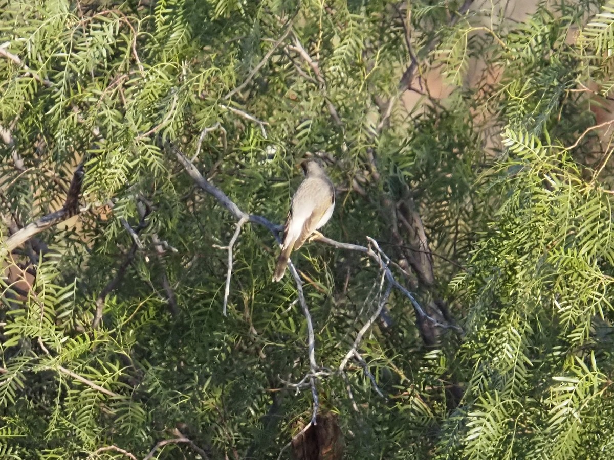 Yellow-throated Miner - ML633306473