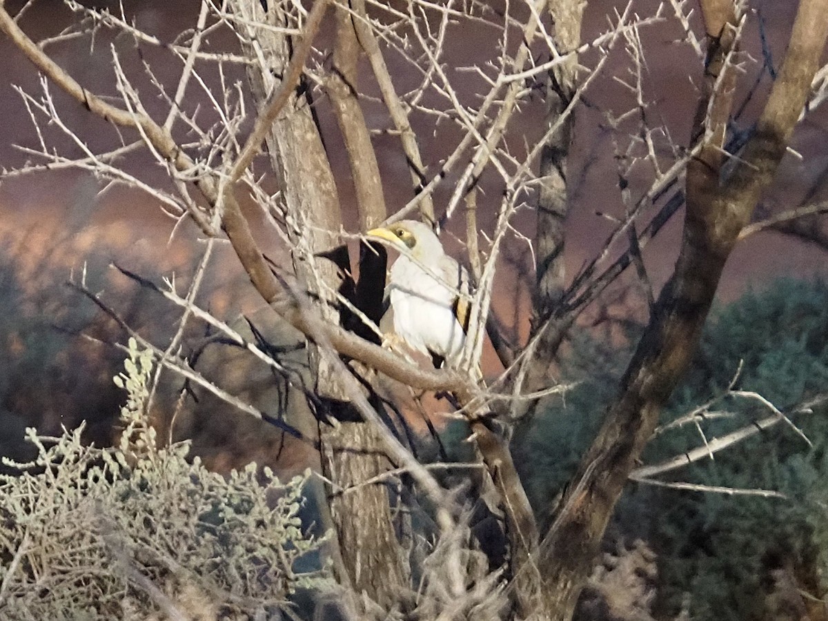 Yellow-throated Miner - ML633306474