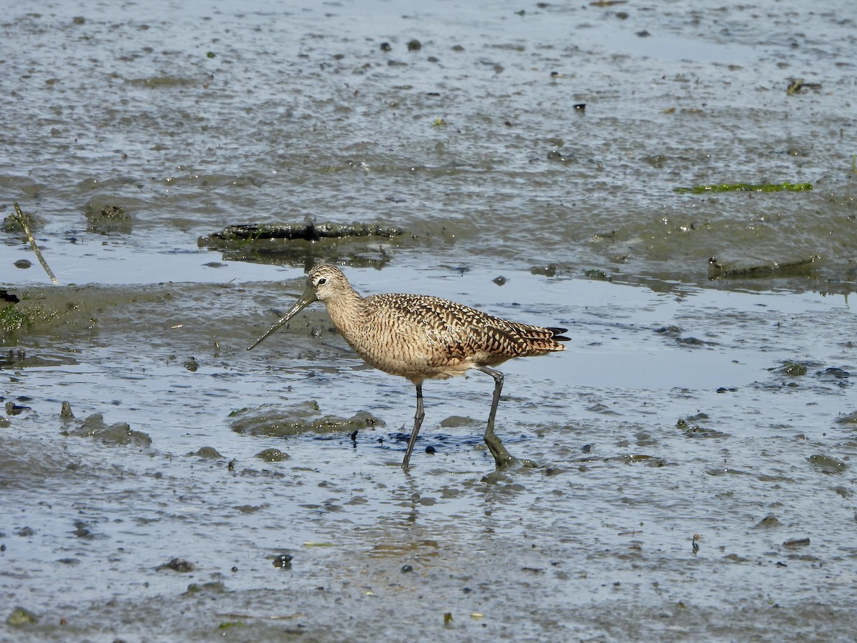 Marbled Godwit - ML633306586