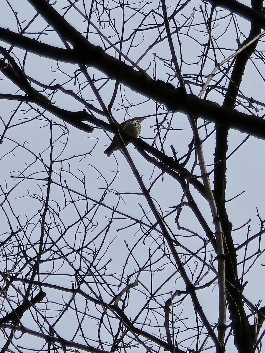 Louisiana Waterthrush - ML633306679