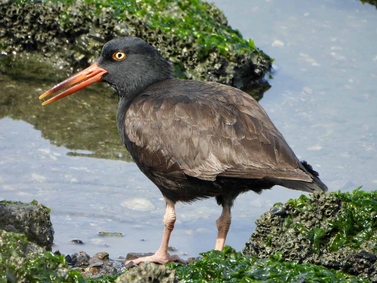 Black Oystercatcher - ML633306816