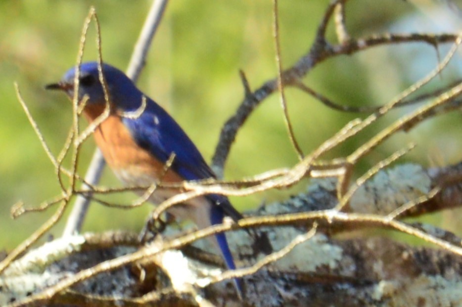 Eastern Bluebird - ML633307069